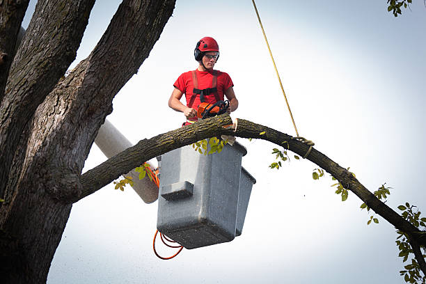 Best Palm Tree Trimming  in Gloversville, NY